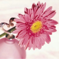 15 лучших цветочных ароматов для женщин 